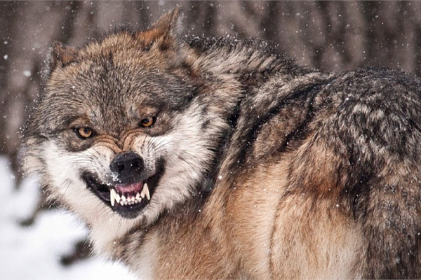 Проводится работа по оральной иммунизации диких плотоядных животных. Проводится работа по оральной иммунизации диких плотоядных животных.